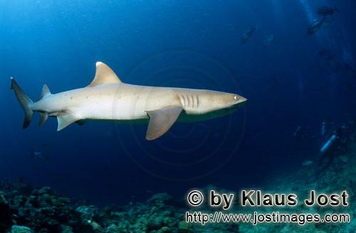 Weissspitzen-Riffhai/Whitetip reef shark/Triaenodon obesus        Whitetip Reef Shark in deep blue w