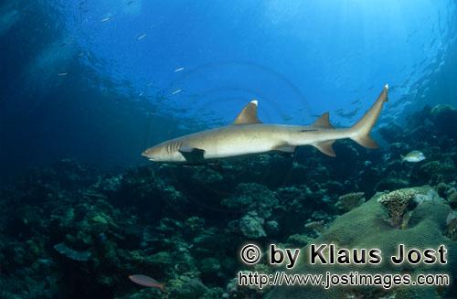 Weissspitzen-Riffhai/Whitetip reef shark/Triaenodon obesus        Whitetip reef shark patrols on the