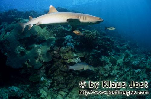 Weissspitzen-Riffhai/Whitetip reef shark/Triaenodon obesus        Whitetip reef shark swimming over 