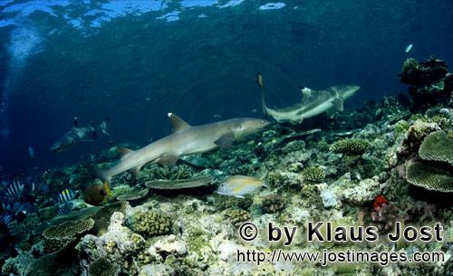 Weissspitzen-Riffhai/Whitetip reef shark/Triaenodon obesus        Whitetip reef shark and Blacktip r