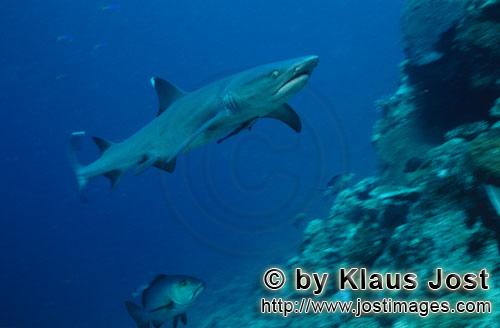 Weissspitzen-Riffhai/Whitetip reef shark/Triaenodon obesus        Whitetip Reef Shark swimming over 