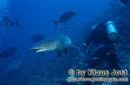 Weissspitzen-Riffhai/Whitetip reef shark/Triaenodon obesus        Whitetip reef shark and diver  
