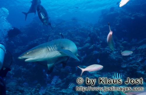 Weissspitzen-Riffhai/Whitetip reef shark/Triaenodon obesus        Whitetip reef shark swimming over 