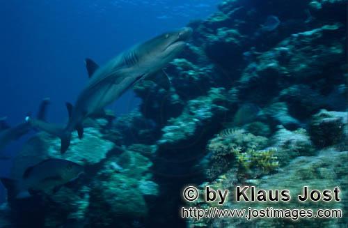 Weissspitzen-Riffhai/Whitetip reef shark/Triaenodon obesus    Weissspitzen-Riffhai am Riffabhang  Whit