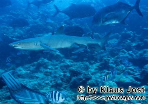 Weissspitzen-Riffhai/Whitetip reef shark/Triaenodon obesus        Whitetip reef shark        The whit