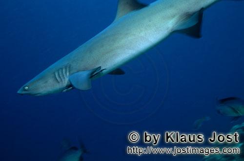 Weissspitzen-Riffhai/Whitetip reef shark/Triaenodon obesus        Whitetip reef shark        The 