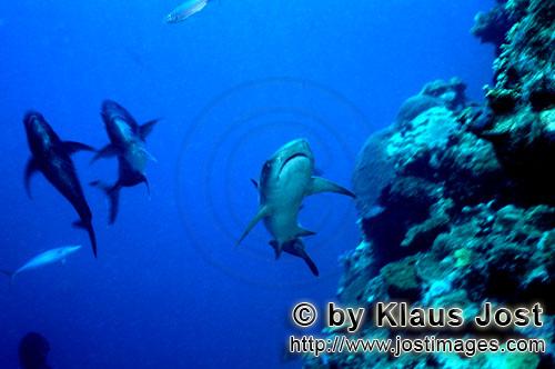 Weissspitzen-Riffhai/Whitetip reef shark/Triaenodon obesus        Weissspitzen-Riffhai an der Riffkante