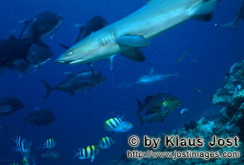 Weissspitzen-Riffhai/Whitetip reef shark/Triaenodon obesus        Whitetip reef shark and Giant trev