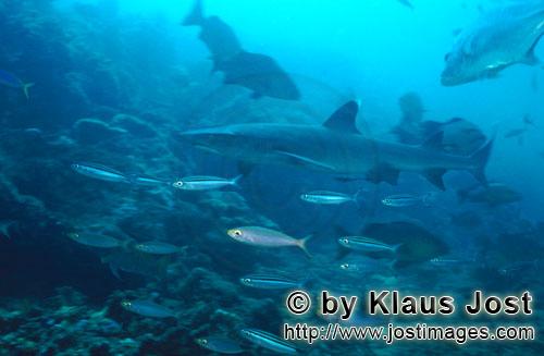 Weissspitzen-Riffhai/Whitetip reef shark/Triaenodon obesus        Whitetip reef shark         The <b