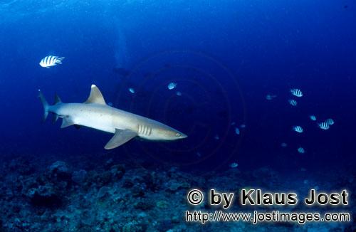 Weissspitzen-Riffhai/Whitetip reef shark/Triaenodon obesus        Whitetip reef shark patrolling