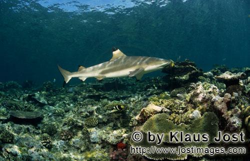 Schwarzspitzen-Riffhai/Blacktip reef shark/Carcharhinus melanopterus        Blacktip reef shark swim