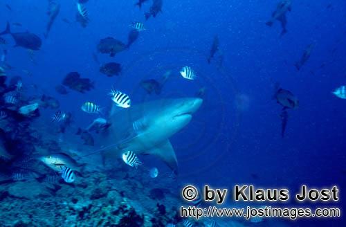 Bull Shark/Carcharhinus leucas        Bull shark with reef fishes        Together with the Tiger Sha