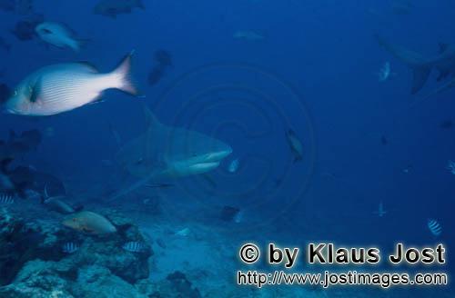 Bullenhai/Bull Shark/Carcharhinus leucas    Bullenhai Patrouillie am Shark Reef    Der Stierhai oder ge