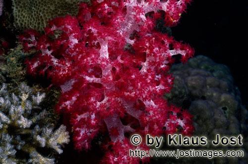 Weichkoralle/soft coral/Dendronephthya sp        Soft coral                 