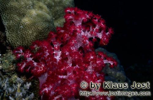 Weichkoralle/soft coral/Dendronephthya sp        soft coral                