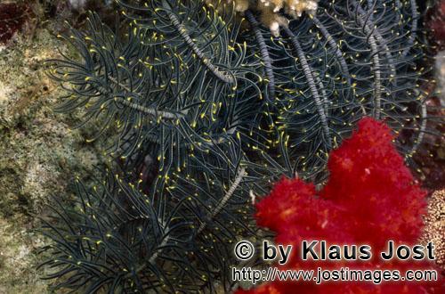 Weichkoralle/soft coral/Dendronephthya sp        Red soft coral with feather star                 