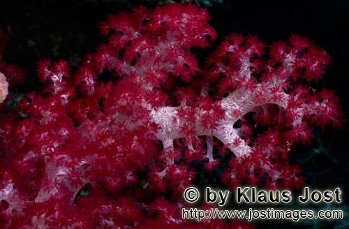 Weichkoralle/soft coral/Dendronephthya sp        Soft coral                    