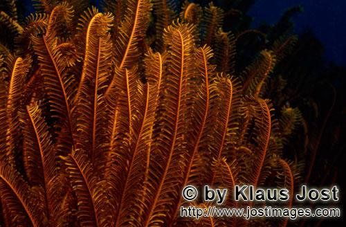 Federstern/feather star/Comanthina sp.        Feather star (Comanthina sp.)