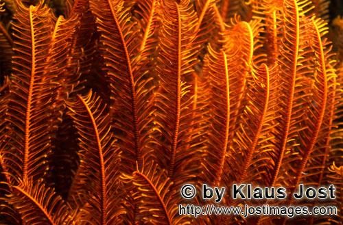 Federstern/feather star/Comanthina sp.        Feather star (Comanthina sp.)