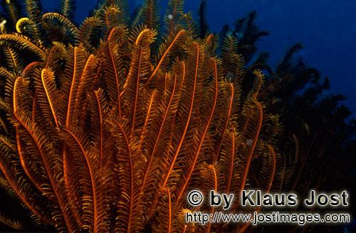 Federstern/feather star/Comanthina sp.        Feather star (Comanthina sp.) 