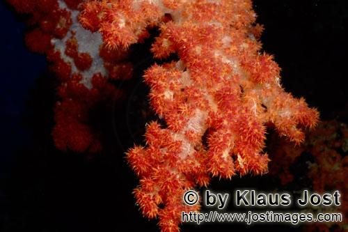 Weichkoralle/soft coral/Dendronephthya sp            Weichkoralle (Dendronephthya sp)        