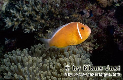 Halsband-Anemonenfisch/Pink anemonefish/Amphiprion perideraion        Pink anemonefish        