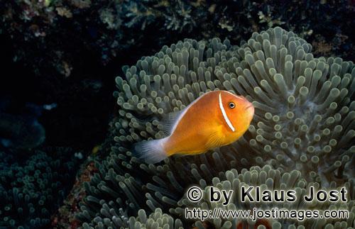 Halsband-Anemonenfisch/Pink anemonefish/Amphiprion perideraion        Pink anemonefish (Amphiprion p