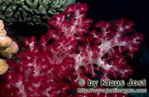 Weichkoralle/soft coral/Dendronephthya sp        Soft coral                
