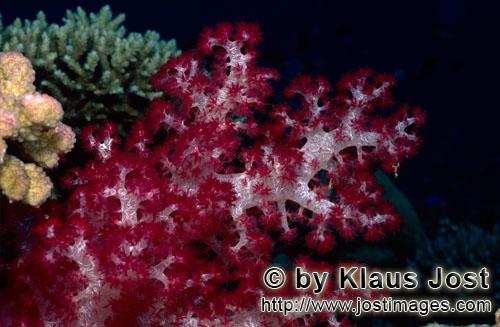Weichkoralle/soft coral/Dendronephthya sp        soft coral                