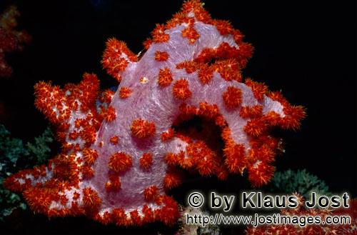 Weichkoralle/soft coral/Dendronephthya sp        soft-coral(Dendronephthya sp)        