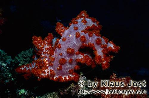 Weichkoralle/soft coral/Dendronephthya sp        soft-coral(Dendronephthya sp)        