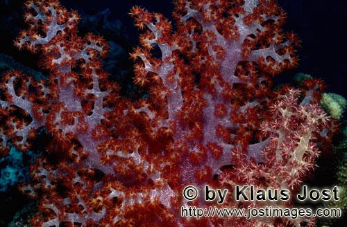 Weichkoralle/soft coral/Dendronephthya sp        Soft coral                    