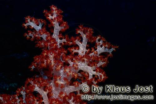 Weichkoralle/soft coral/Dendronephthya sp         Soft coral(Dendronephthya sp)                