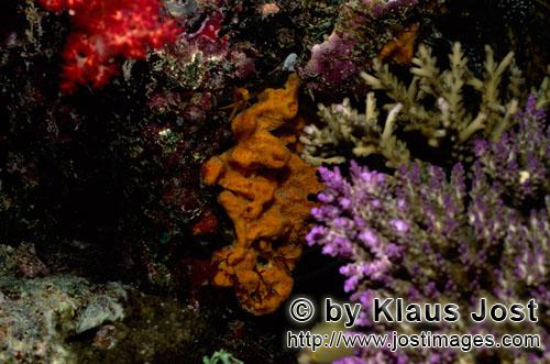 Weichkoralle/soft coral/Dendronephthya sp        Soft coral and hard corals                