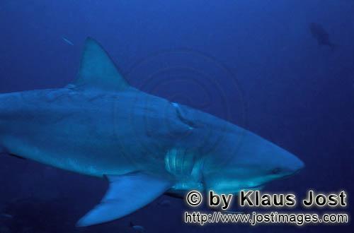 Bull Shark/Carcharhinus leucas        Bull shark with incised longline injury        Together with 