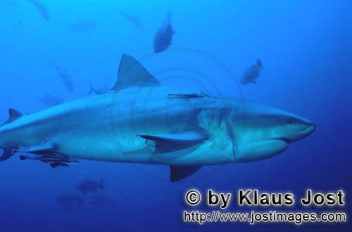 Bull Shark/Carcharhinus leucas        By longline wounded Bull shark        Together with the Tiger 