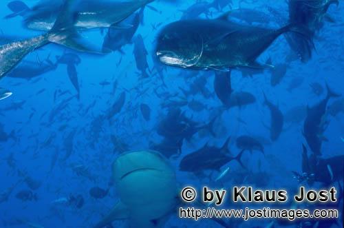 Bullenhai/Bull Shark/Carcharhinus leucas    Bullenhai und Giant trevally    Der Stierhai oder gemeine G