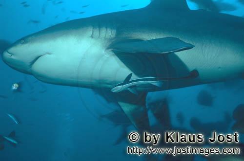 Bull Shark/Carcharhinus leucas        Bull shark underside        Together with the Tiger Shark and 