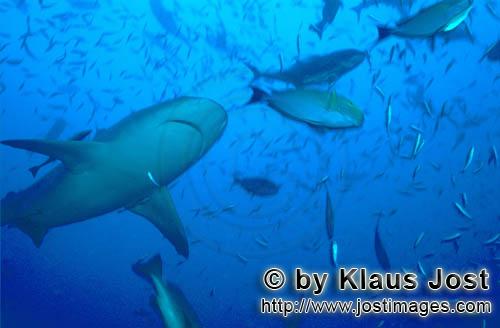 Bullenhai/Bull Shark/Carcharhinus leucas        Bull Shark underside        