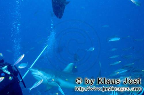 Bullenhai/Bull Shark/Carcharhinus leucas    Bullenhai dicht am Taucher   Bull shark     Der Stierhai ode