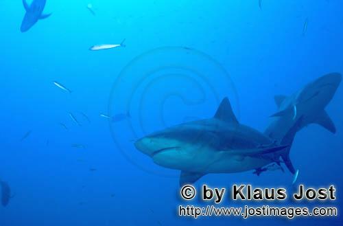 Bull Shark/Carcharhinus leucas        Two Bull Sharks (Carcharhinus leucas)         Together with th