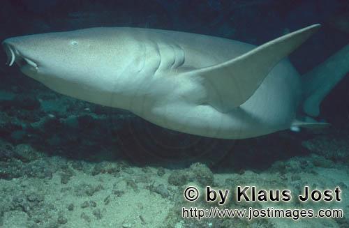 Gewoehnlicher Ammenhai/Tawny nurse shark/Nebrius ferrugineus        Tawny nurse shark