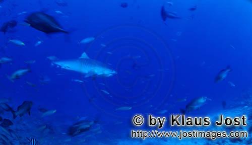 Tigerhai/Tiger shark/Galeocerdo cuvier    Tigerhai vor dem Riff  Tiger shark     Tigerhaie sind unglaubl
