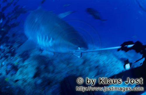 Tigerhai/Tiger shark/Galeocerdo cuvier        Tiger shark         The Tiger Shark belongs to 