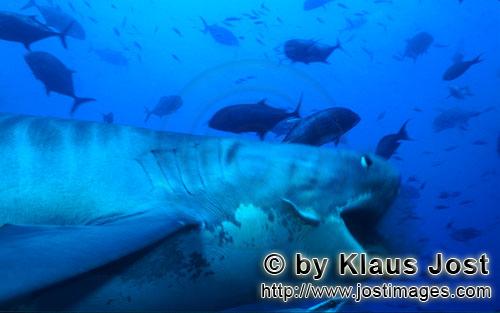 Tigerhai/Tiger shark/Galeocerdo cuvier        Tiger shark         The Tiger Shark belongs to 
