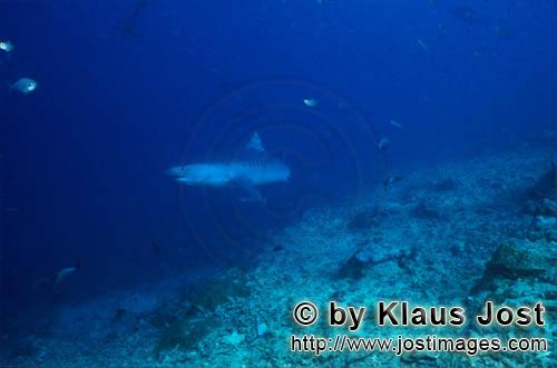 Tigerhai/Tiger shark/Galeocerdo cuvier    Tigerhai am Fuße des Riffs  Tiger shark     Tigerhaie sind un