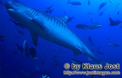 Tigerhai/Tiger shark/Galeocerdo cuvier        Impressive Tiger shark         The Tiger Shark 