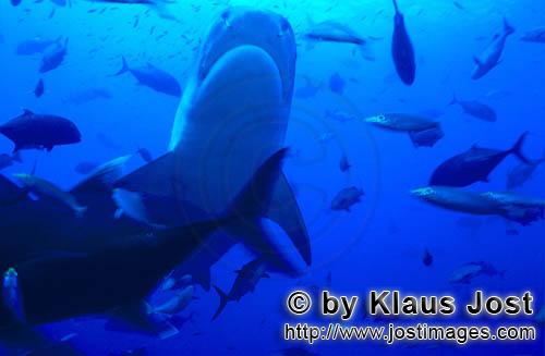 Tigerhai/Tiger shark/Galeocerdo cuvier        Tiger shark underside         The Tiger Shark b