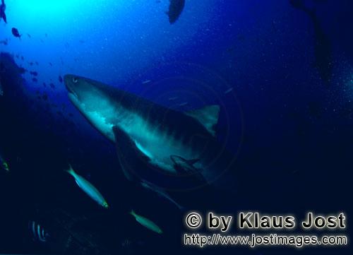 Tigerhai/Tiger shark/Galeocerdo cuvier        Tiger shark        The Tiger Shark belongs to t