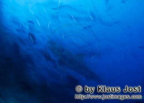 Tigerhai/Tiger shark/Galeocerdo cuvier        Schemenhaft taucht ein Tigerhai auf    Tiger shark         Tige